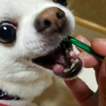 愛犬の歯磨きがちゃんと出来てますか？