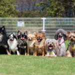 一人暮らしにおすすめ飼いやすい犬種ベスト５
