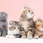 一人暮らしにおすすめ飼いやすい猫種ベスト５