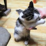 猫の困った噛み癖を直すための３つの方法