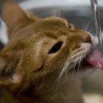水遊び癖ありませんか？止めさせたい猫の水遊び癖への３つのしつけ対策