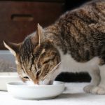 猫がキャットフードを食べ過ぎてしまう時の原因と対策
