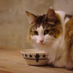 高齢猫にはどんな食事を与えればいいの？