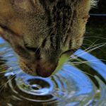 猫も水分補給が重要！1日どのくらいの水が必要なの？